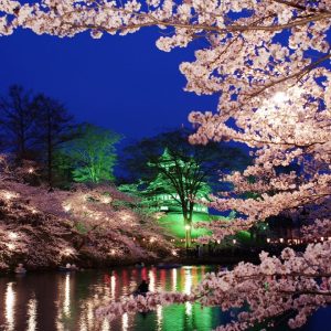 takada park cherry blossom